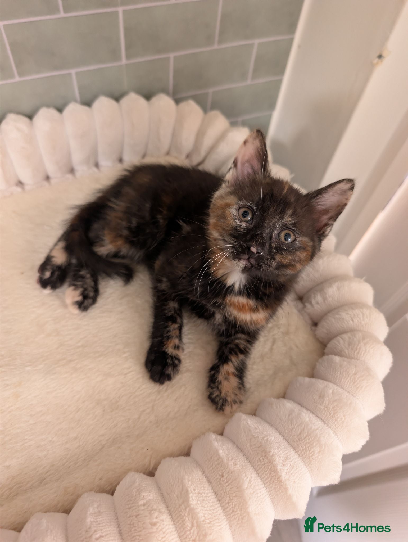 Mixed Breed cats Siberian X Bengal kittens *Ready now* - Advert 2