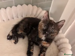 Mixed Breed cats Siberian X Bengal kittens *Ready now* - Advert 2