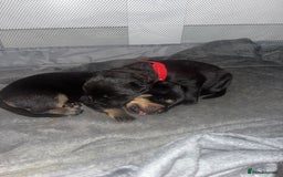 Rottweiler dogs for sale: Stunning Rottweiler puppies ✨ - Image 15