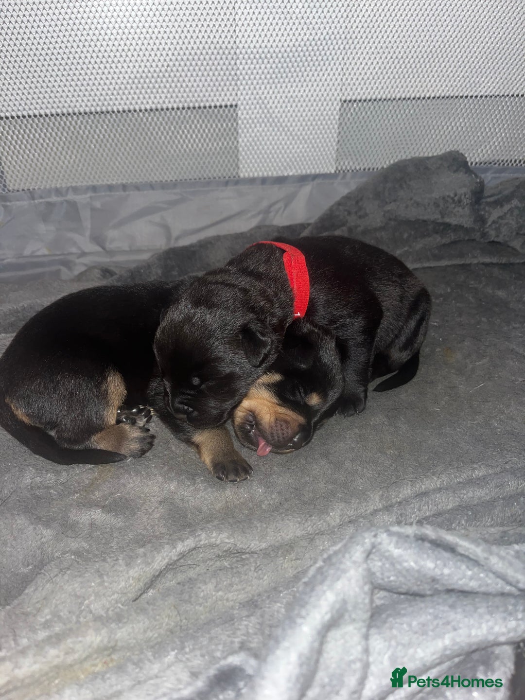 Rottweiler dogs for sale: Stunning Rottweiler puppies ✨ - Image 15