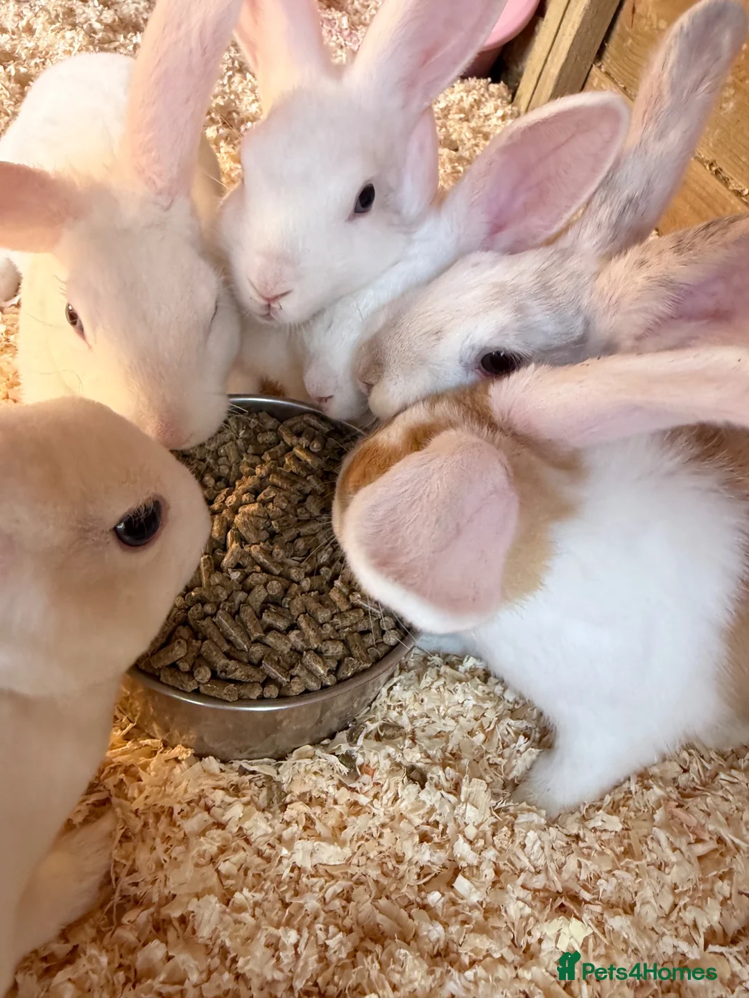 Mixed Breed rabbits for sale: Mixed breed rabbits - Advert 1