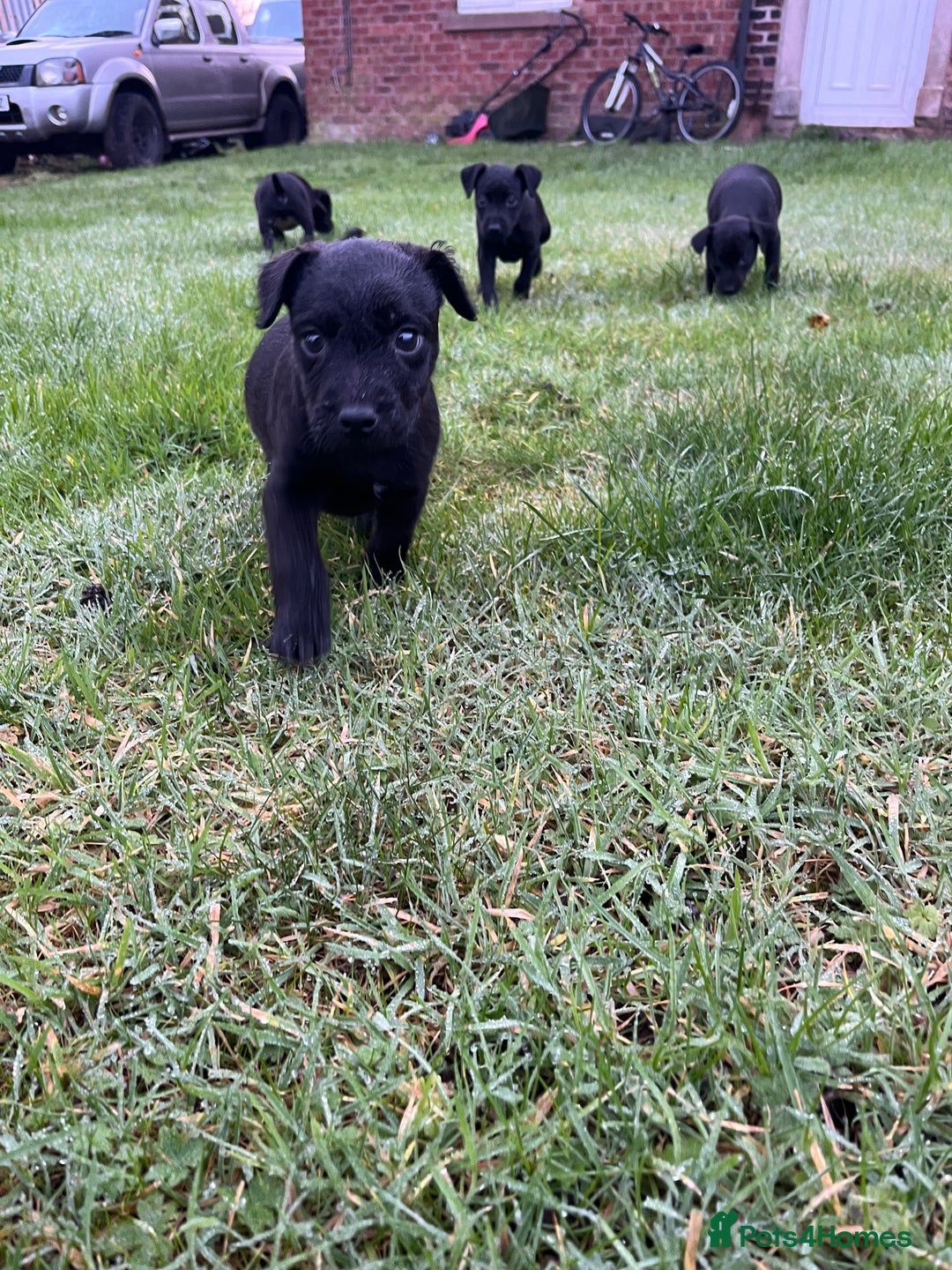 Patterdale Terrier dogs for sale: Patterdale terrier puppies - Advert 11