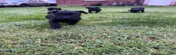 Patterdale Terrier dogs for sale: Patterdale terrier puppies - Advert 11