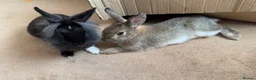 Mixed Breed rabbits for sale: 2 bunnies for sale! - Advert 1