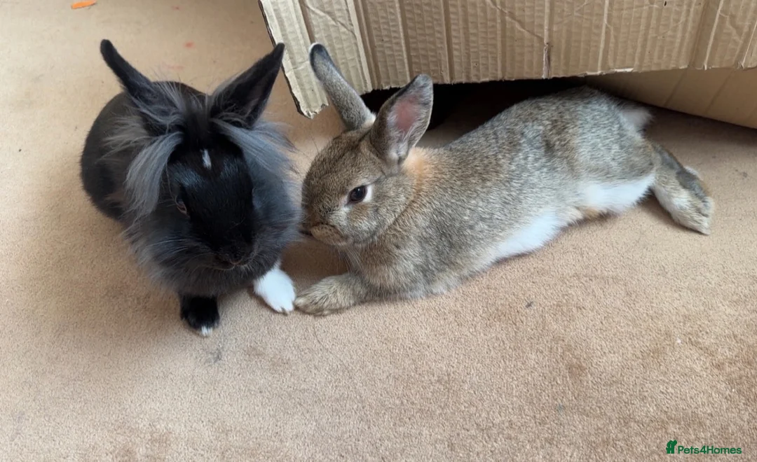 Mixed Breed rabbits for sale: 2 bunnies for sale! - Advert 1