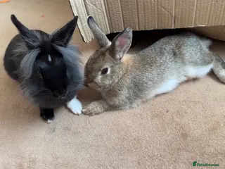 Mixed Breed rabbits 2 bunnies for sale! - Advert 1