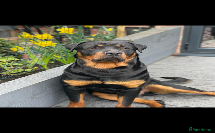 Rottweiler dogs - Advert 1