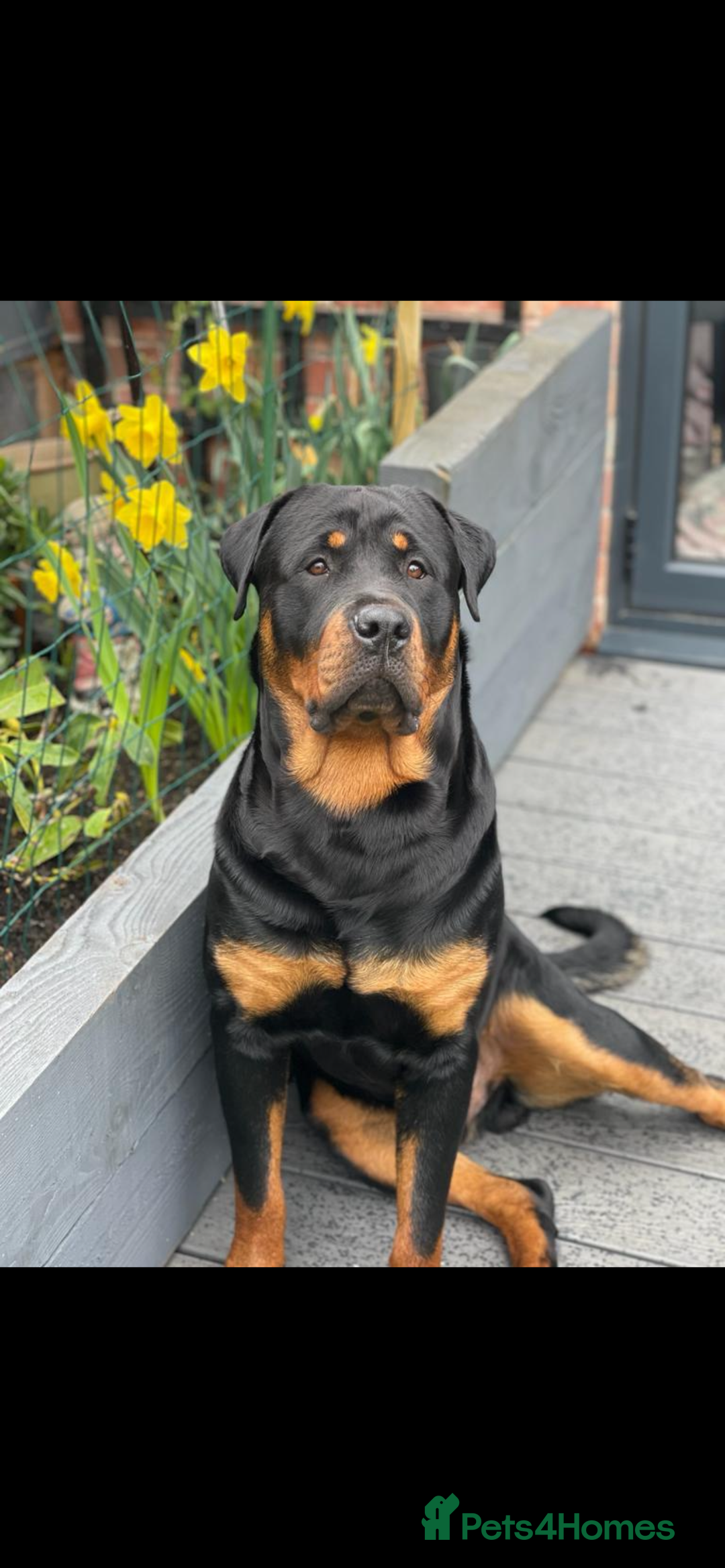 Rottweiler dogs for stud: Rottweiler stud - Image 1