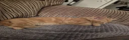 Mixed Breed cats for sale: Three little kittens looking for home in Bury Saint Edmunds - Advert 3