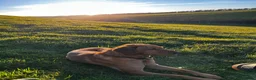 Labrador Retriever dogs for stud: Stunning KC Registred Fox Red Labrador Stud dog - Advert 2