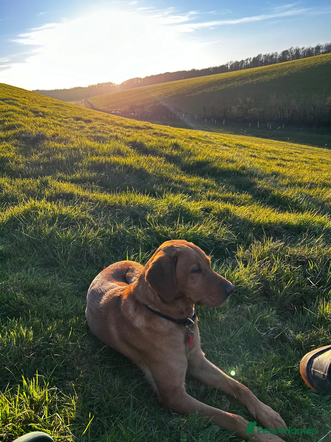 Labrador Retriever dogs for stud: Stunning KC Registred Fox Red Labrador Stud dog - Advert 2