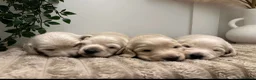 Miniature Dachshund dogs for stud: ⭐️STUNNING ee/ii DOUBLE INTENSITY CREAM STUD⭐️ - Advert 14