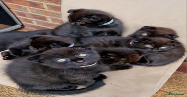 Mixed Breed cats - Advert 7