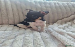 Jack Russell dogs for sale: Jack Russell puppy  - Image 1