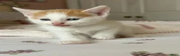 Mixed Breed cats for sale: Beautiful kittens  - Advert 5