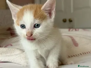 Mixed Breed cats Beautiful kittens - Advert 6