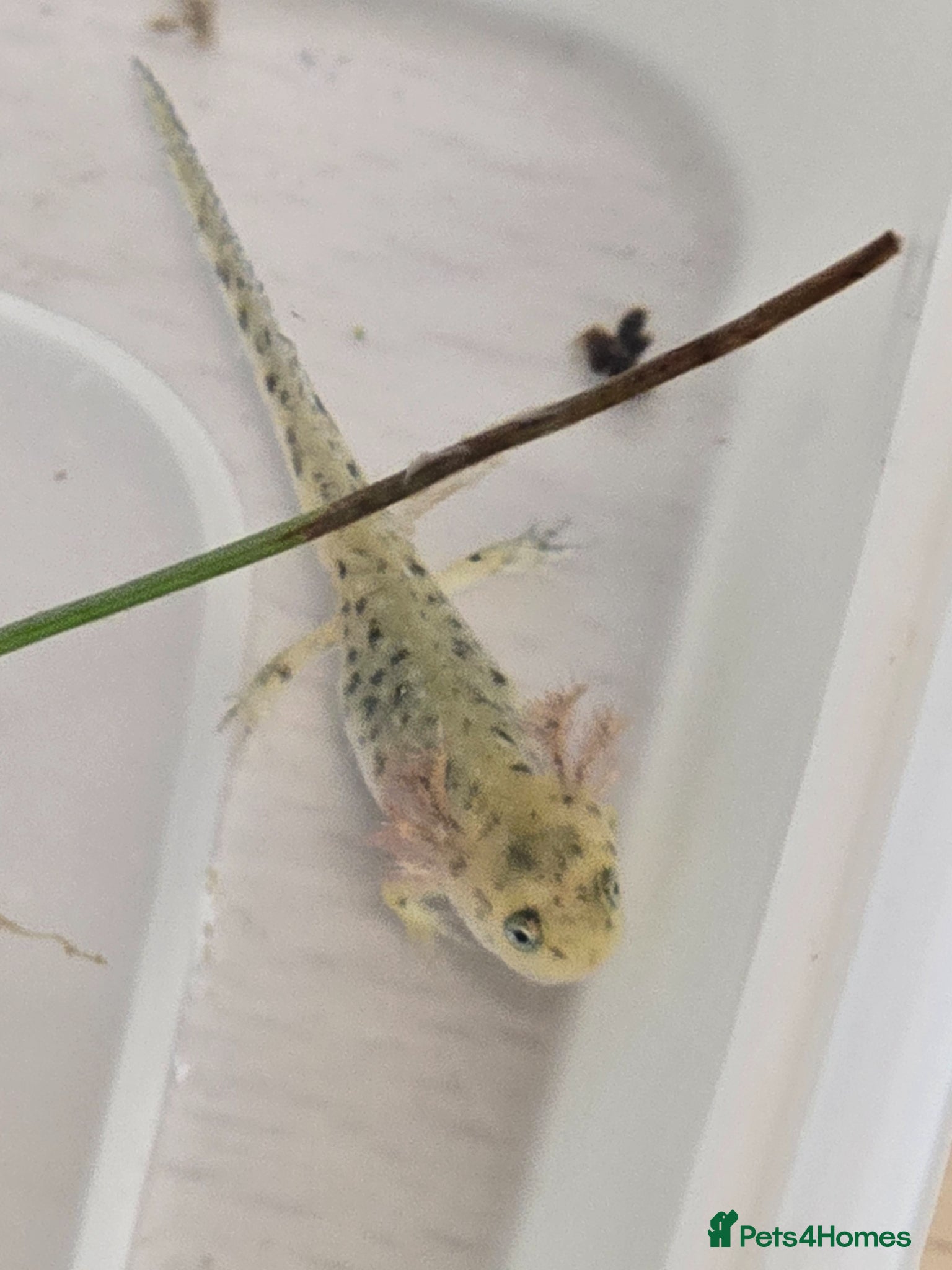 Mixed Breed invertebrates Baby alpine newts - Advert 5