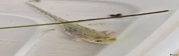 Mixed Breed invertebrates for sale: Baby alpine newts - Advert 1