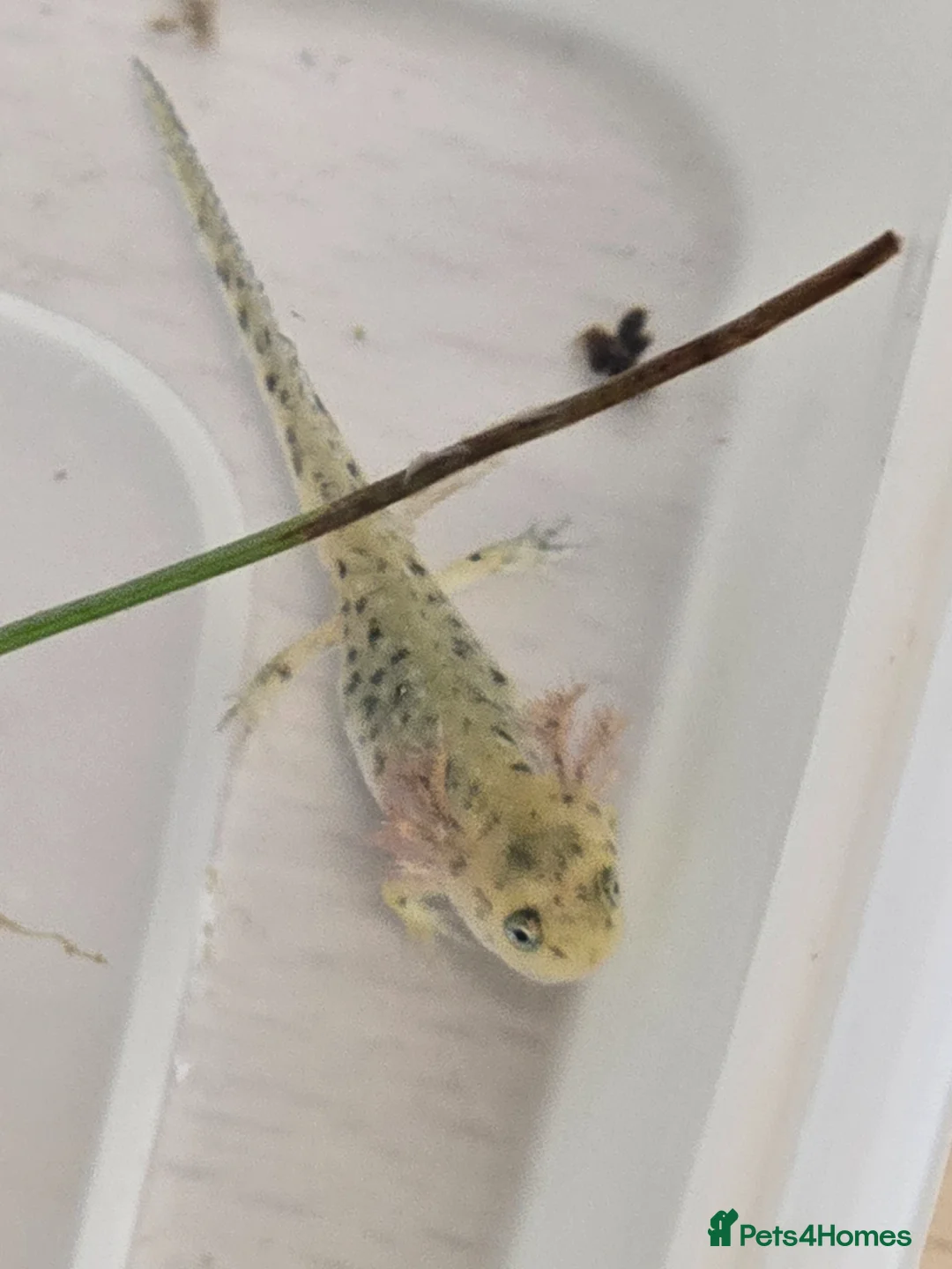 Mixed Breed invertebrates for sale: Baby alpine newts - Advert 1