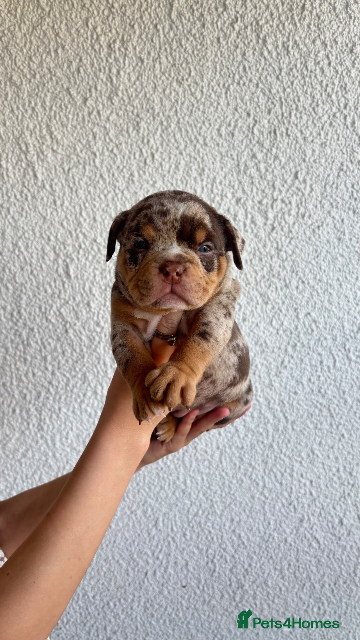 American Bully dogs Micro bully babies 🐶🩷💙 - Advert 3