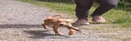 Lurcher dogs for sale: Last Outstanding male Lurcher Puppy - Advert 18