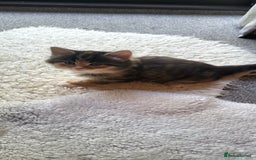 Mixed Breed cats for sale: Lovely kittens Looking for new Homes  - Image 28