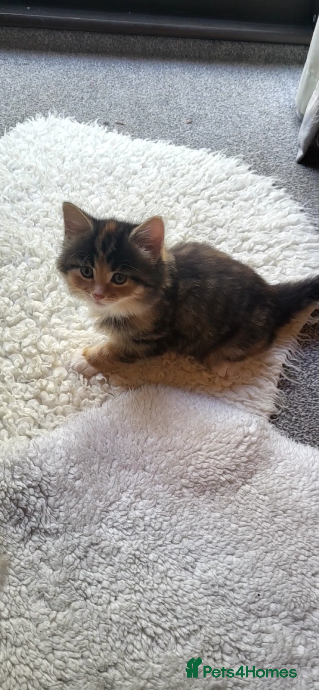 Mixed Breed cats for sale: Lovely kittens Looking for new Homes  - Image 28
