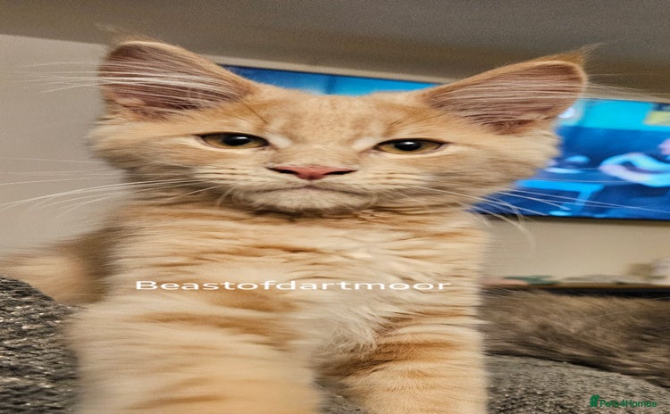 Maine Coon cats - Advert 1