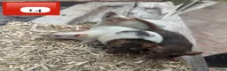 Rat rodents for sale: Baby full size and dwarf rats for sale Sheffield - Advert 8