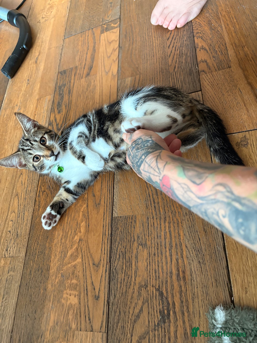 Mixed Breed cats for sale: Beautiful mixed breed kittens  - Image 20