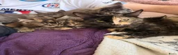 Maine Coon cats for sale: Maine Coon Kittens for Sale – Pure Cuteness! - Advert 2