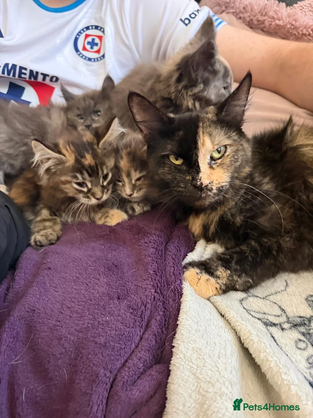 Maine Coon cats for sale: Maine Coon Kittens for Sale – Pure Cuteness! - Advert 2