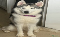 Siberian Husky dogs for sale: Blue Eyed Husky Girl - Image 2