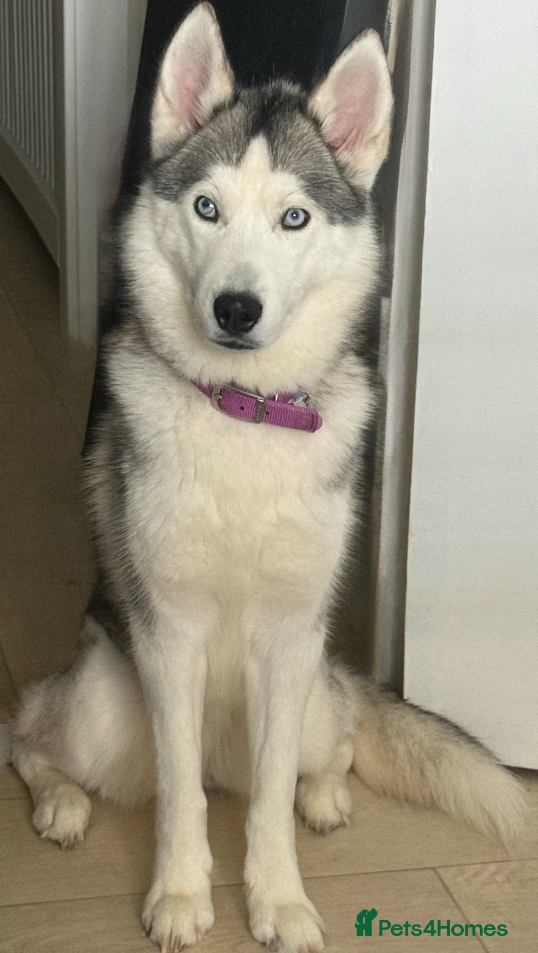 Siberian Husky dogs for sale: Blue Eyed Husky Girl - Image 2