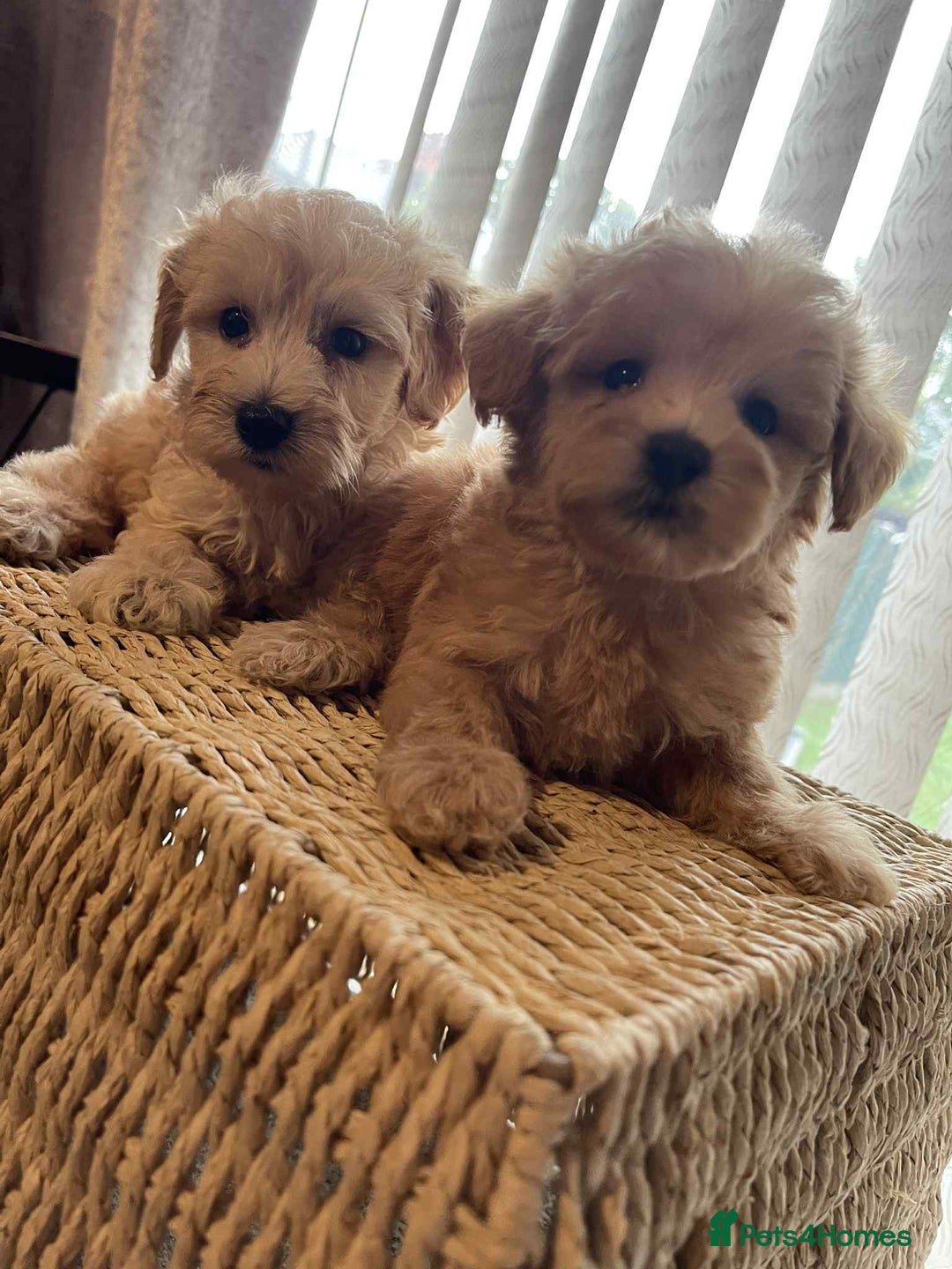 Maltipoo dogs for sale: Maltipoo babies  - Image 6