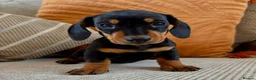 Dachshund dogs for sale: BEAUTIFUL MINI DACHSHUNDS PRA CLEAR & KC REG - Advert 27