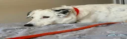 Mixed Breed dogs for adoption: Mica - Norwich Norfolk  in Norwich - Advert 17