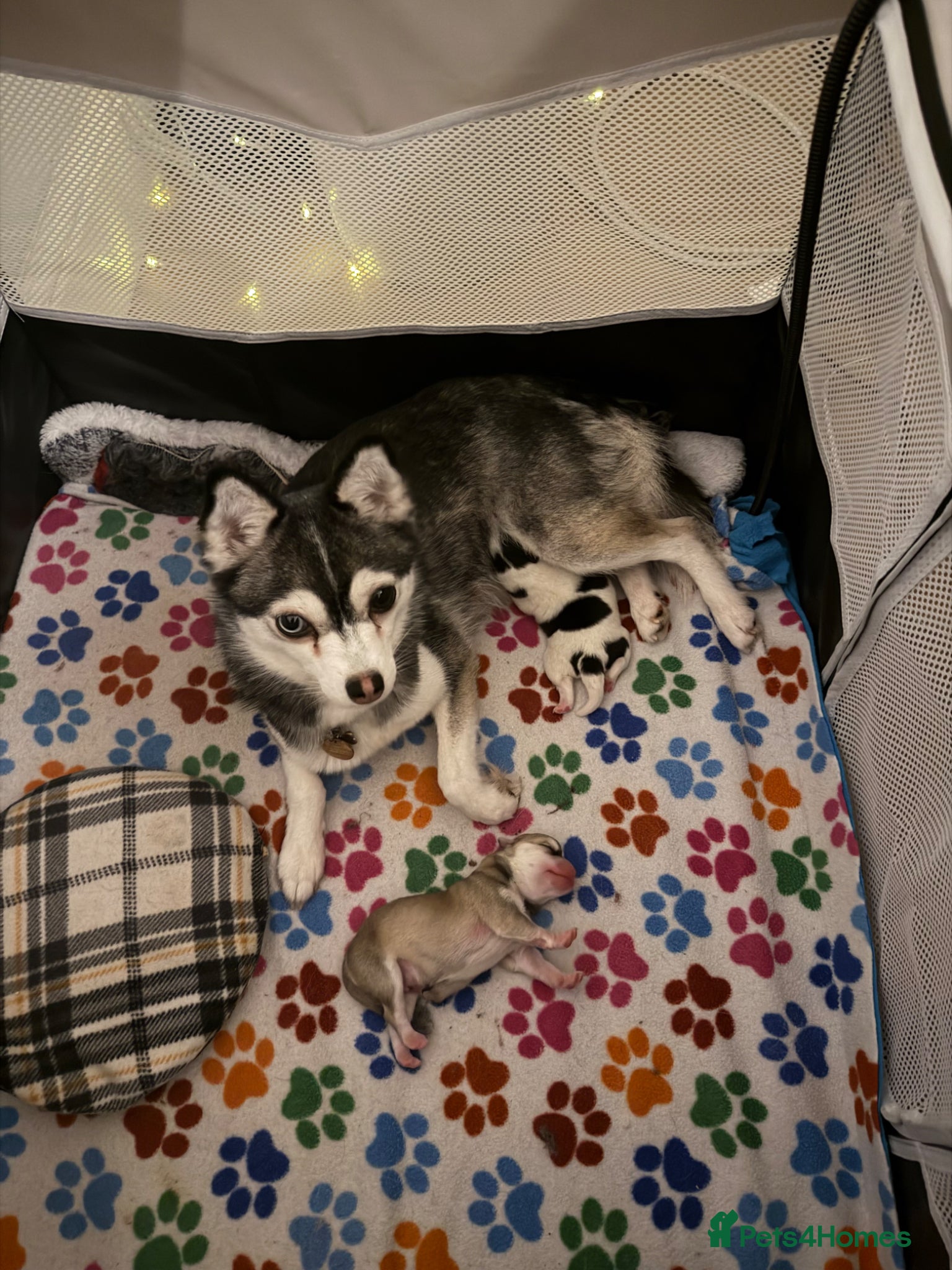 Pomsky dogs Stunning  **  Pomsky babies - Advert 1