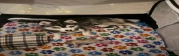 Pomsky dogs for sale: Stunning  **  Pomsky babies in Thetford - Advert 1
