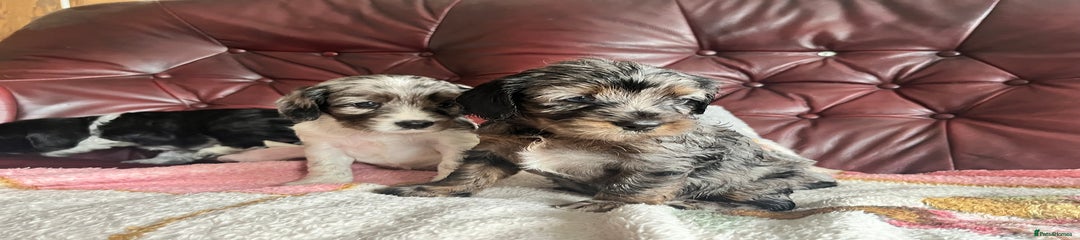 Female puppy Dotty