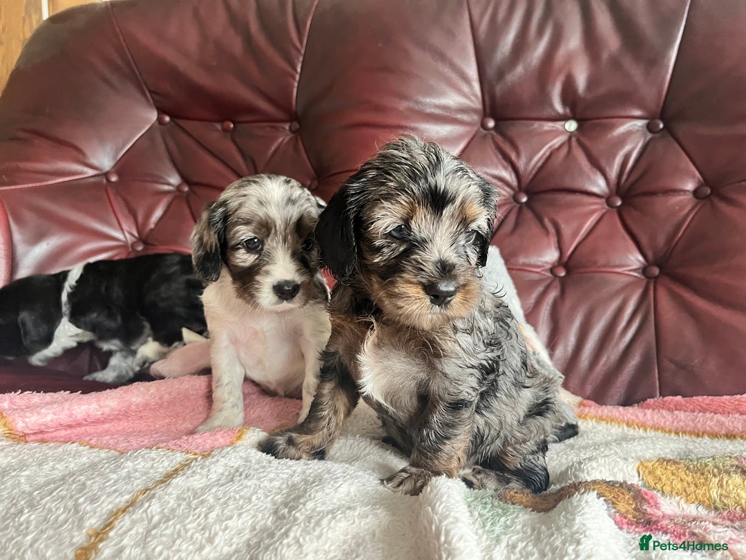 Mixed Breed dogs for sale: Beautiful Cavapoo Puppies  - Image 1