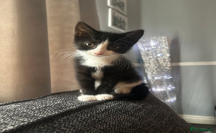 Mixed Breed cats - Advert 1