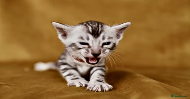 Bengal cats - Advert 9