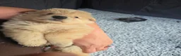 German Shepherd dogs for sale: German shepherd  - Advert 10