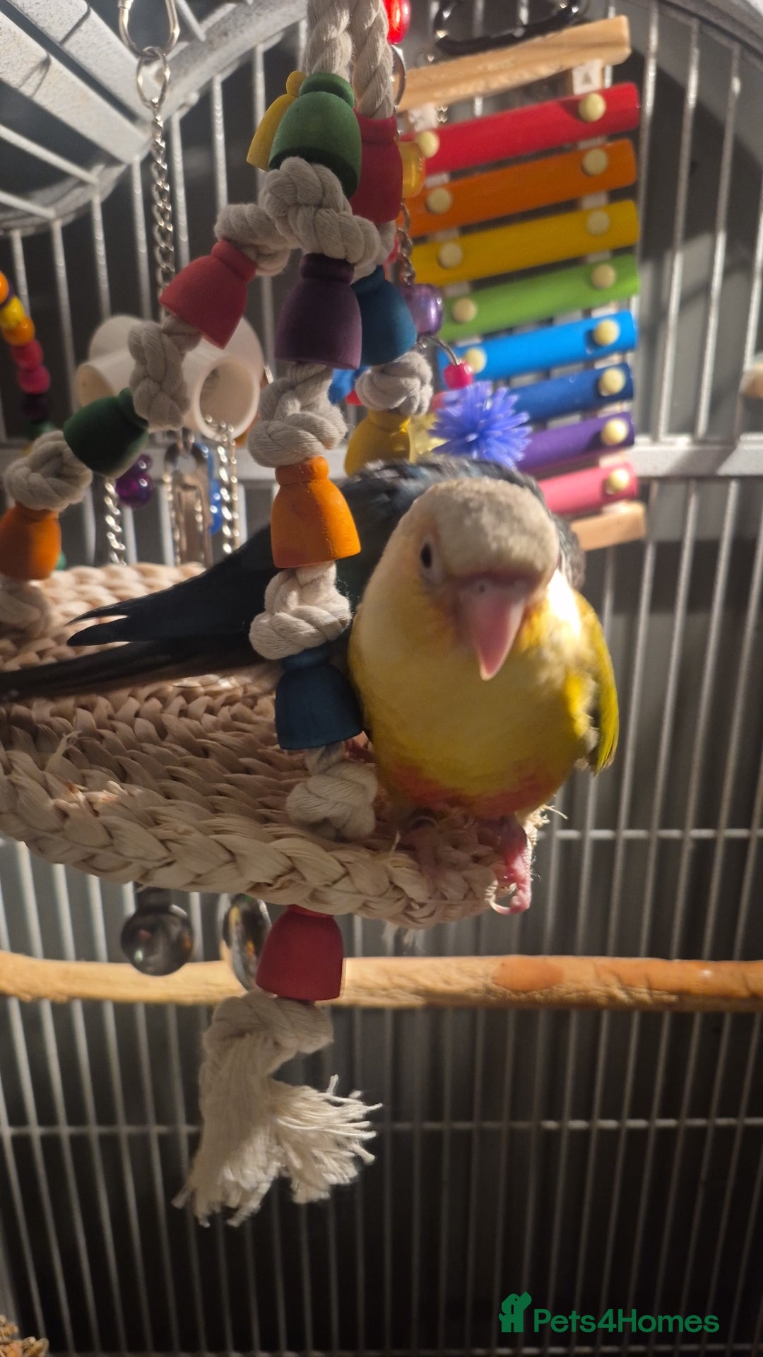 Conures birds for sale: Hand reared Male Conure 4 months old  - Advert 5