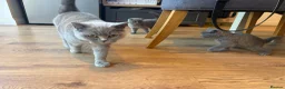 Scottish Fold cats for sale: Chunky Scottish straight kitten  - Advert 4