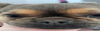 French Bulldog 1