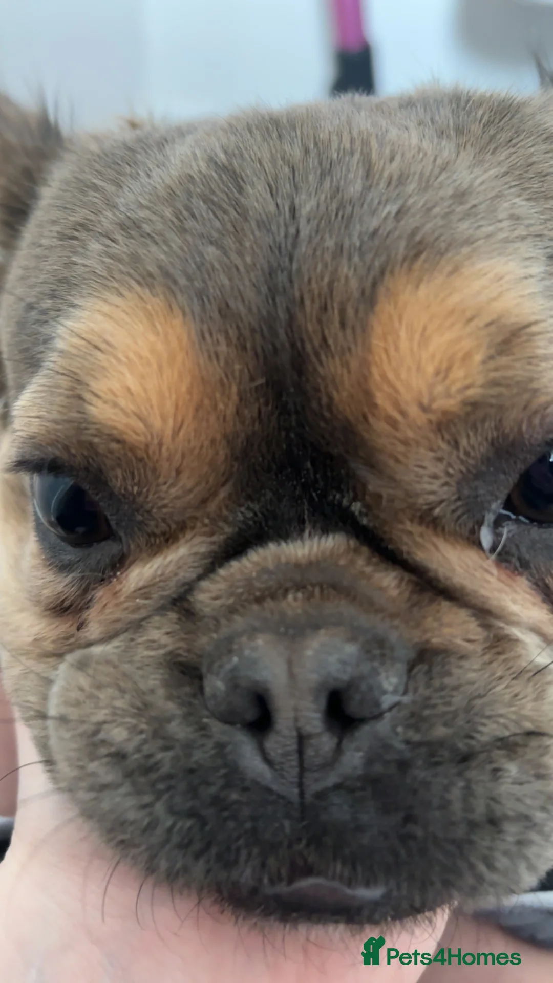 French Bulldog dogs for sale: Ariel Fluffy Frenchie - Advert 2