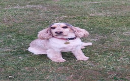 Cocker Spaniel dogs for sale: Adult KC ShowType Cockerspaniel PRA FN & AMS Clear - Image 3
