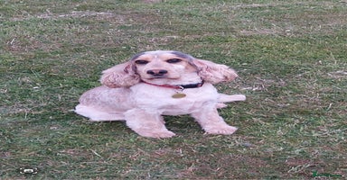 Cocker Spaniel dogs - Advert 7